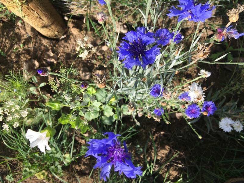 Cornflowers